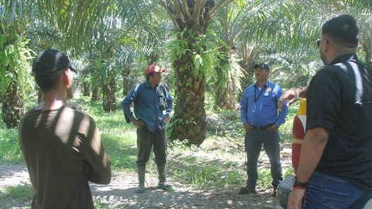El Mitradel inspeccionó 5 fincas de palmas aceiteras en Barú.&nbsp;