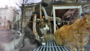 Dos gatos de Nueva York