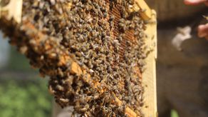 Las abejas son un eje clave para la seguridad alimentaria de América Latina y el Caribe, una región golpeada por los déficits nutricionales y el avance voraz de la pérdida de biodiversidad que fragmenta los hábitats de esos nobles animales.