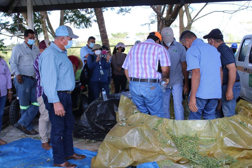 Ganaderos de Chiriquí se actualizaron en técnicas de producción de forraje y elaboración de ensilaje mediante el proyecto agro INNOVA del IDIAP e IICA.