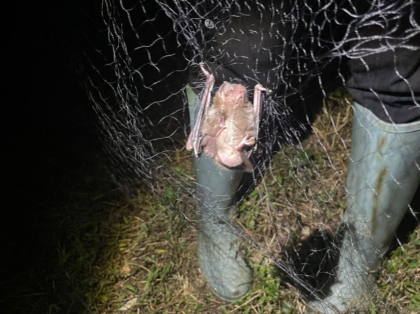 El MIDA busca minimizar el riesgo de mordeduras y con ello el control de la propagación del gusano barrenador. El MIDA busca minimizar el riesgo de mordeduras y con ello el control de la propagación del gusano barrenador.