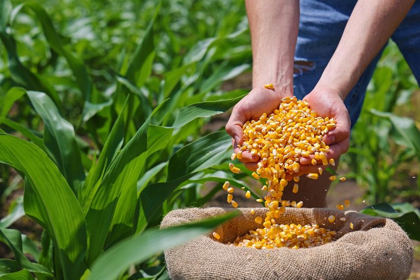 Panamá y Argentina se unen para impulsar la producción de maíz