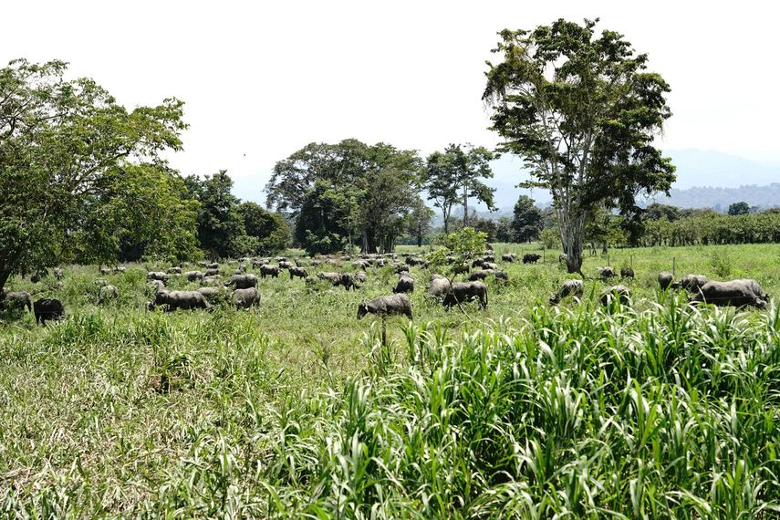 El Instituto de Seguro Agropecuario (ISA) como parte del acercamiento con los productores a nivel nacional, visitó una finca dedicada a la cría de búfalos. El Instituto de Seguro Agropecuario (ISA) como parte del acercamiento con los productores a nivel nacional, visitó una finca dedicada a la cría de búfalos.