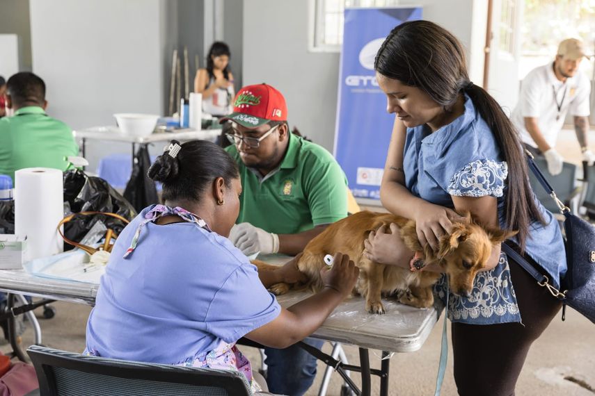 Mascotas: Realizan jornada gratuita de esterilización