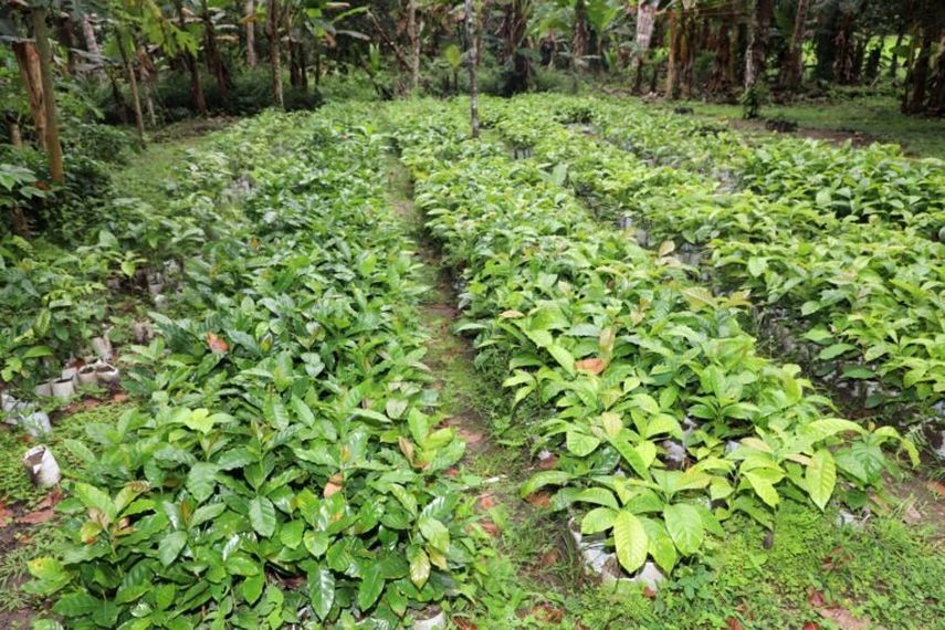 Con el objetivo de impulsar la producción de café Robusta mediante el uso de tecnologías avanzadas, un grupo de 32 personas, participaron en una visita guiada al Laboratorio Green Lab, ubicado en Santiago de Veraguas. Con el objetivo de impulsar la producción de café Robusta mediante el uso de tecnologías avanzadas, un grupo de 32 personas, participaron en una visita guiada al Laboratorio Green Lab, ubicado en Santiago de Veraguas.