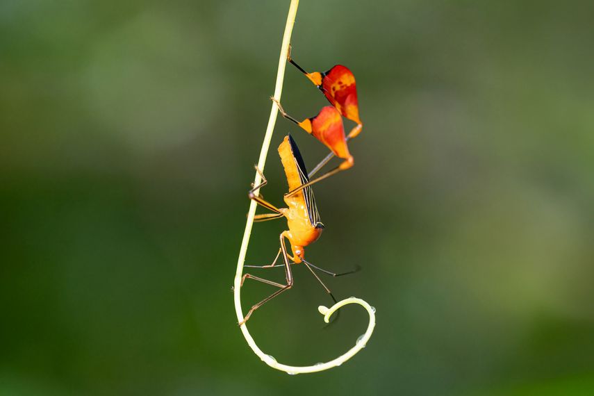 Insecto matador de Panamá mueve patas traseras para defenderse de depredadores