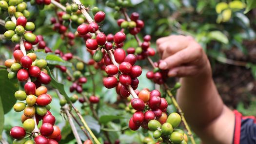 Café Geisha de Panamá arranca cosecha 2025-2026 con alta expectativa de calidad