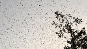 Una feromona irresistible provoca la plaga de langostas