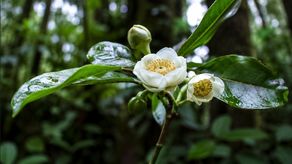Una investigación liderada por científicos de la Universidad de Panamá permitió identificar y describir formalmente tres nuevas especies de árboles del género Scottmoria, encontradas en bosques nubosos tropicales de Veraguas y Darién.