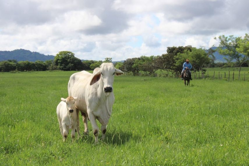 Con el proyecto de difusión tecnológica pecuaria del IDIAP