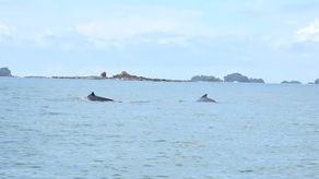 Cientos de turistas se dan cita año tras año en Chiriquí para el avistamiento de ballenas en esta época.