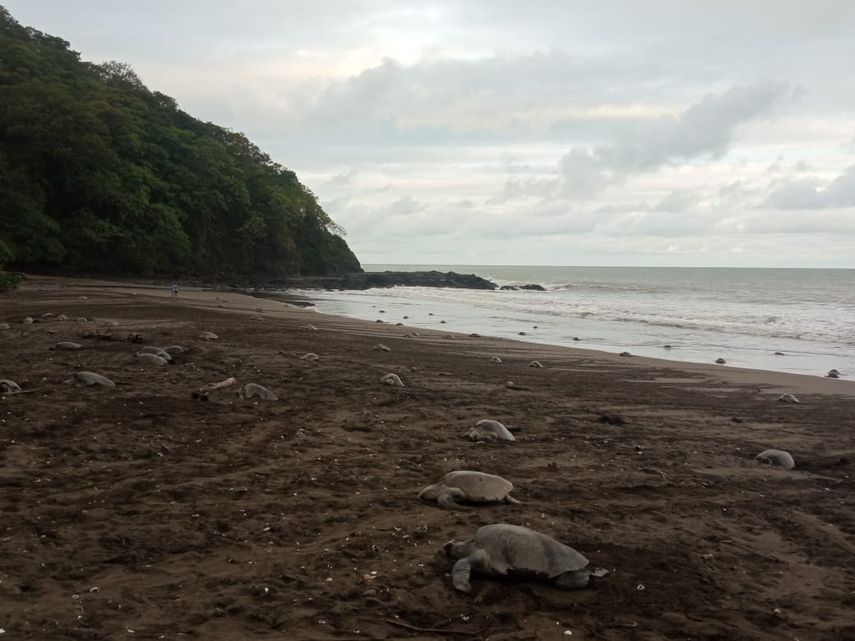 Tortugas Golfinas en Los Santos. Foto: Cortesía MiAmbiente.