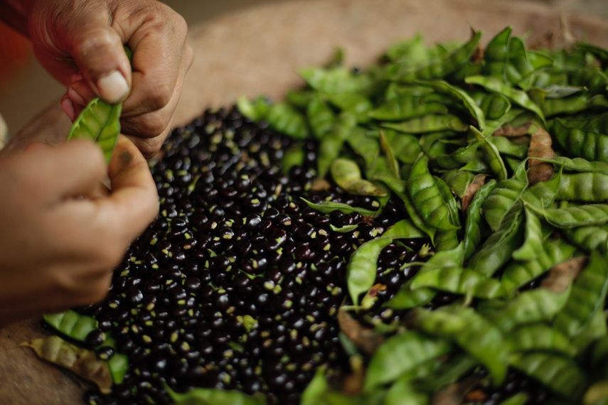 De acuerdo con cifras del Ministerio de Desarrollo Agropecuario (MIDA)