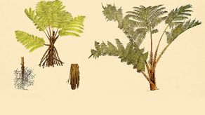 Descubren en Panamá helecho que reconfigura sus hojas zombis para alimentar a la planta