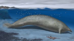 Ancestro peruano de la ballena azul podría ser el animal más pesado de la historia