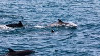 Estudios recientes de un equipo de científicos revelan que el ruido de los barcos está afectando gravemente la comunicación de las ballenas en el Pacífico panameño. Estudios recientes de un equipo de científicos revelan que el ruido de los barcos está afectando gravemente la comunicación de las ballenas en el Pacífico panameño.