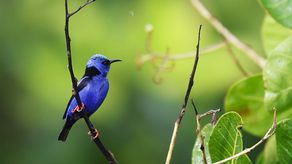 Panamá destaca en The New York Times como destino ecoturístico de clase mundial