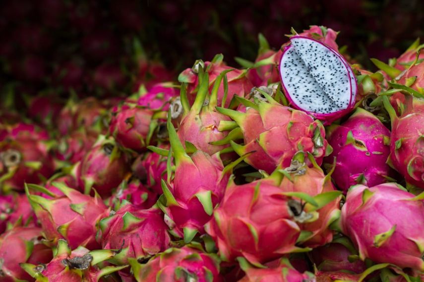 Pitahaya en Panamá: el cultivo exótico que gana terreno en mercados internacionales