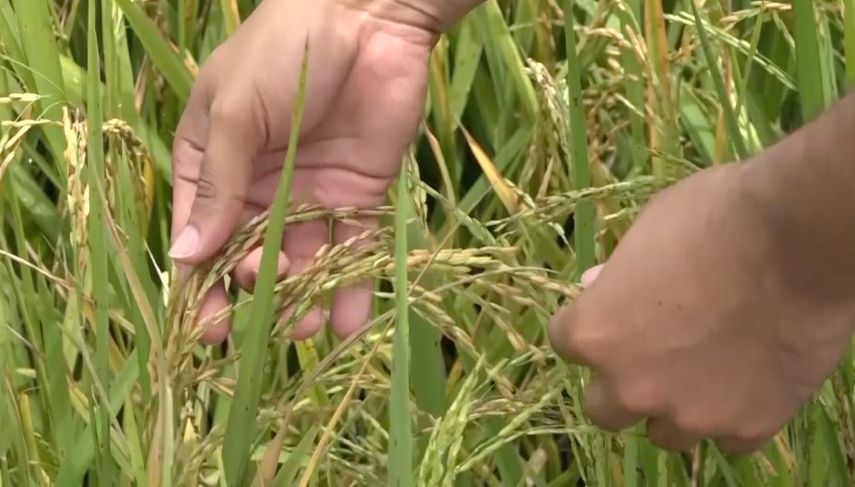 Hectáreas de arroz en Panamá se mantienen en crecimiento 