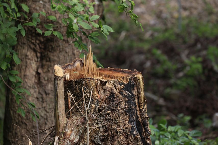 Degradación de los bosques en Latinoamérica es peor que hace 30 años por el desarrollo