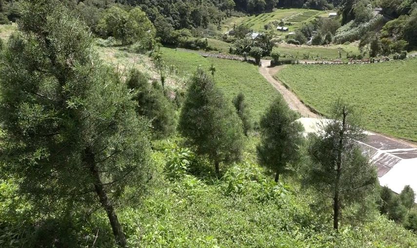 Boquete y Tierras Altas: aumenta la venta de ciprés