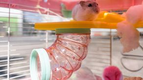 Decisión de sacrificar a los hámsters causa indignación en Hong Kong