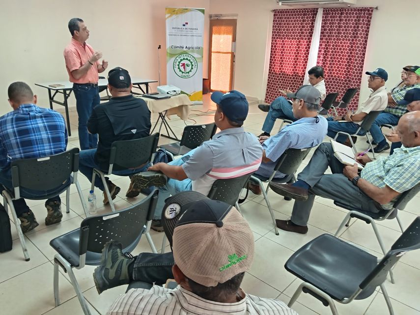 Productores de frijol en Chiriquí elevan consultas al ISA