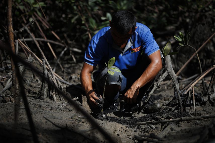 Carbón de manglar, la práctica de tala que busca adquirir conciencia ambiental en Panamá