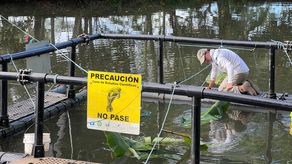 Panamá y Costa Rica, claves en la protección del manatí del Gran Caribe