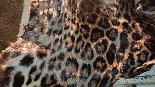 MiAmbiente realiza investigación tras hallazgo de restos de piel de jaguar en La Chorrera