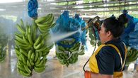 La empresa Chiquita Panamá reactivó operaciones hace 10 meses. La empresa Chiquita Panamá reactivó operaciones hace 10 meses.