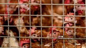 Sacrifican en India decenas de miles de aves de corral debido a la gripe aviar