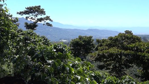 Productores de café y MINSA buscan evitar contagios por covid