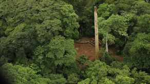Plantas de los bosques nublados desde México a Panamá han ascendido 84 metros por el calor