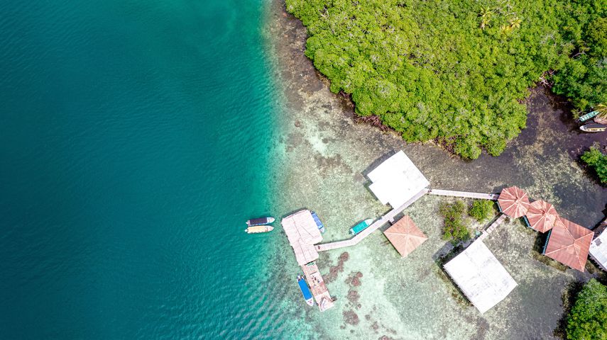 Más de la mitad de los manglares del mundo podrían colapsar para 2050