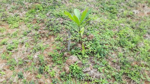 En esta jornada en San Félix realizada por MiAmbiente, se realizan trabajos de rodajeo y saneamiento contra insectos. &nbsp; &nbsp;