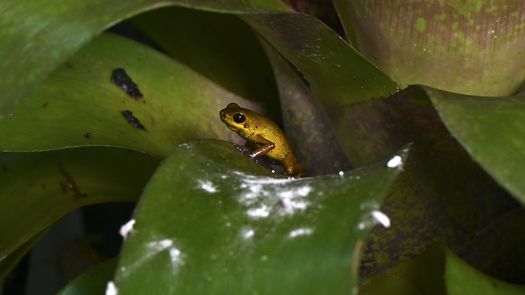 Panamá, uno de los países con mayor diversidad, alerta de riesgos para la fauna silvestre Panamá, uno de los países con mayor diversidad, alerta de riesgos para la fauna silvestre