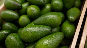 Aguacate de Darién impulsa economía rural y abastece mercados internacionales