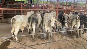 Panamá registra nueve casos de gusano barrenador en humanos a la fecha