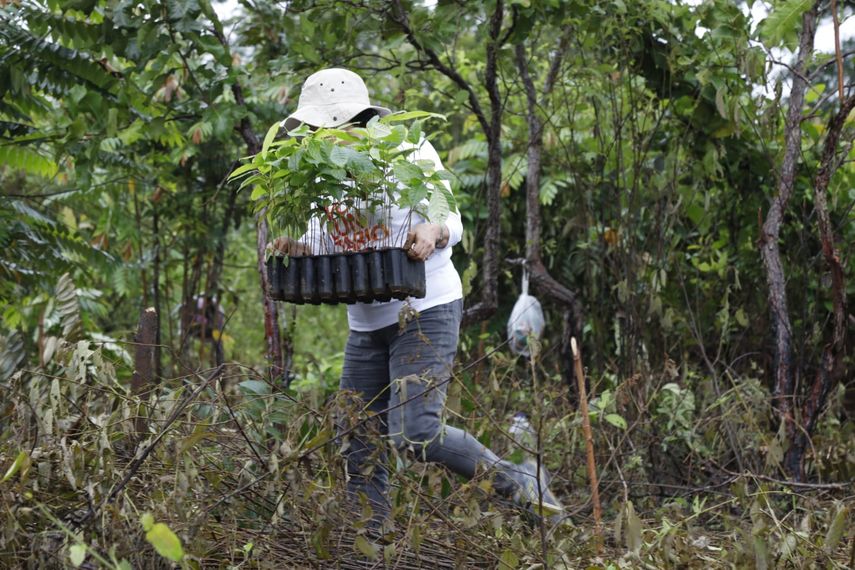 Ministerio de Ambiente y Anarap concluyen exitosa jornada de reforestación