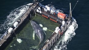 La ballena varada desde hace semanas en las costas alemanas fue liberada este sábado en aguas abiertas del mar del Norte, dijo a la AFP una promotora de la misión de rescate, que remolcó en una barcaza al animal.