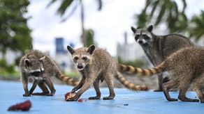 Rescatan una veintena de ejemplares de animales salvajes en Panamá
