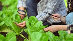 MIDA iniciará revisión de salarios de trabajadores de ciencias agrícolas