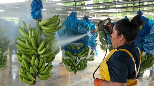 La empresa Chiquita Panamá reactivó operaciones hace 10 meses. La empresa Chiquita Panamá reactivó operaciones hace 10 meses.