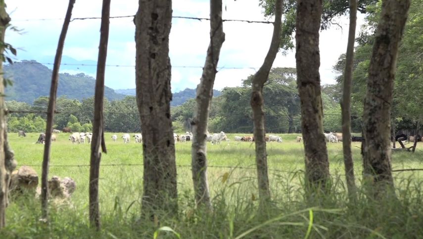 Bugaba: Productores pecuarios preparados para estación seca