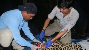 Conoce sobre el primer jaguar con rastreador GPS en Panamá