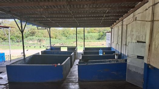 EL matadero de Colón fue inspeccionado por el Minsa. EL matadero de Colón fue inspeccionado por el Minsa.