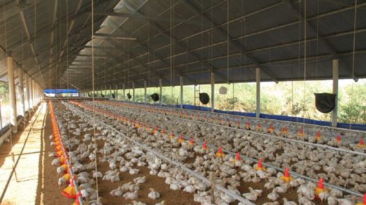 Decretan alerta zoosanitaria frente a riesgo de Influenza Aviar de Alta Patogenicidad
