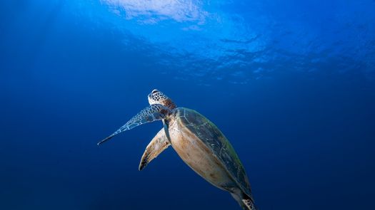 Coiba se consolida como santuario clave para la tortuga carey en el Pacífico oriental Coiba se consolida como santuario clave para la tortuga carey en el Pacífico oriental