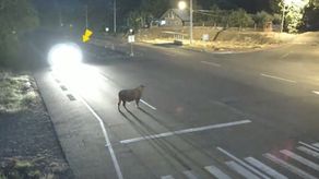 El mayor Celestino Reyna, jefe de Operaciones del Tránsito en Chiriquí, instó a los conductores a la prevención.